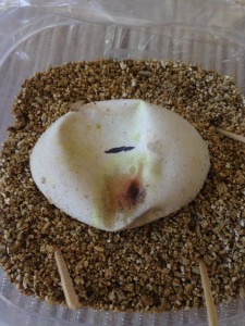 Egg that developed a spot, 46 days incubation