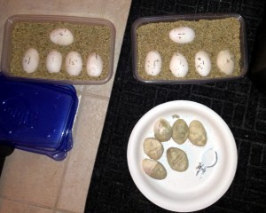 Cyclura eggs