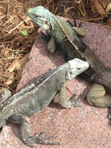 Young cyclura lewisi: male & female. Gravid female is on the lower left side. Photo by Manny Hernandez. 