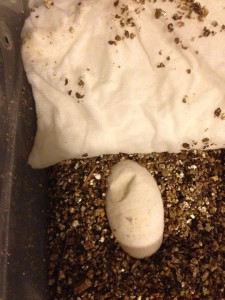 Cyclura eggs that started to develop a dent due to low humidity. 