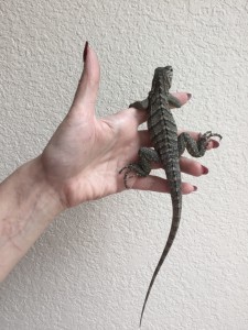 Rock iguana Piti is one week old