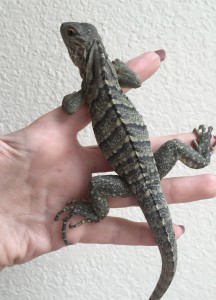 Baby rock iguana Piti is one week old