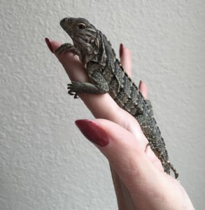 Rock iguana Opi is one week old