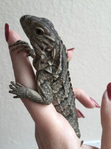 Baby rock iguana Opi is one week old