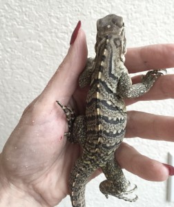 Baby rock iguana Loco is one week old