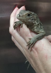 Baby rock iguana Genie one week old