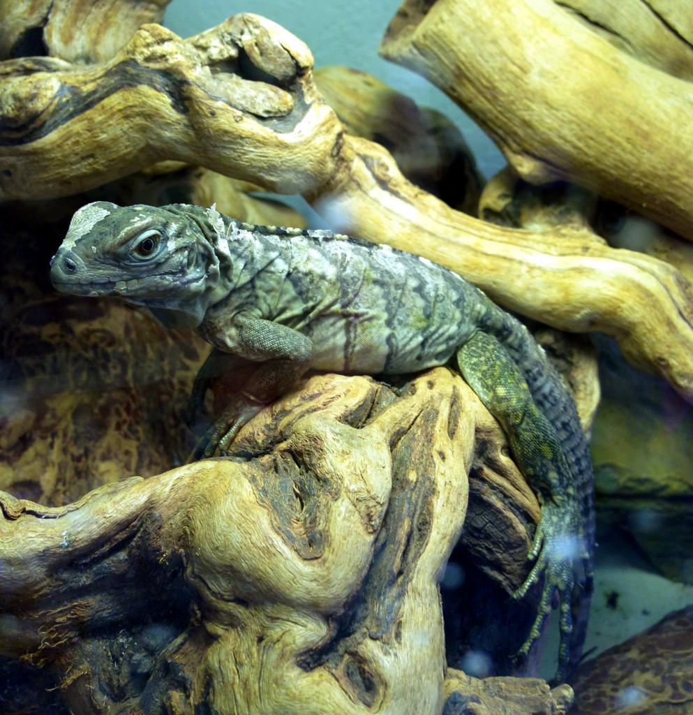 Cyclura babies shedding for the first time – Reptile Function - Shedding In Reptile Babies