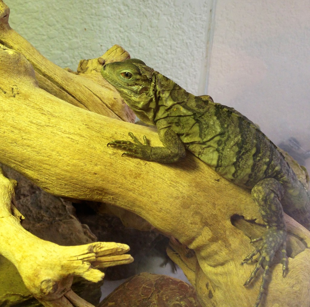 Image showcasing Cyclura babies shedding for the first time – Reptile Function